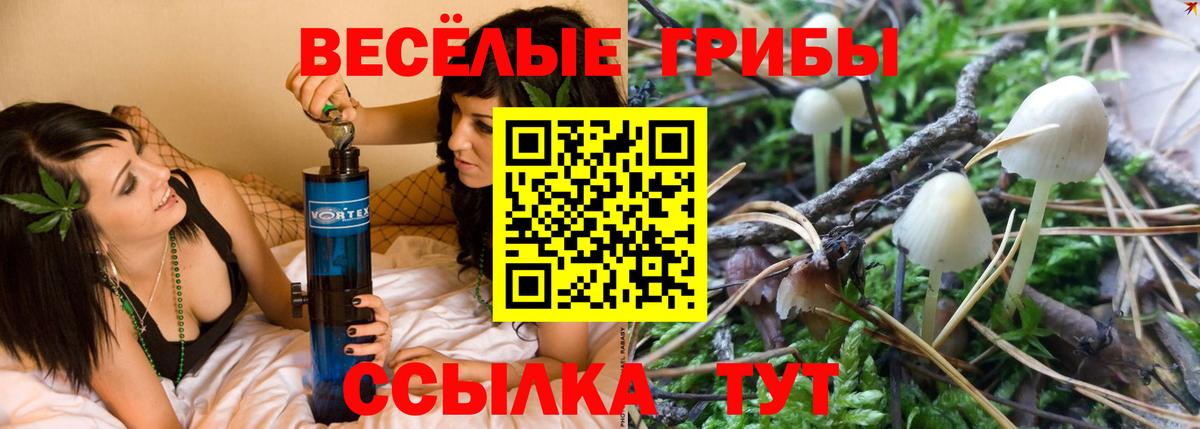 Галлюциногенные грибы Psilocybe Краснодар